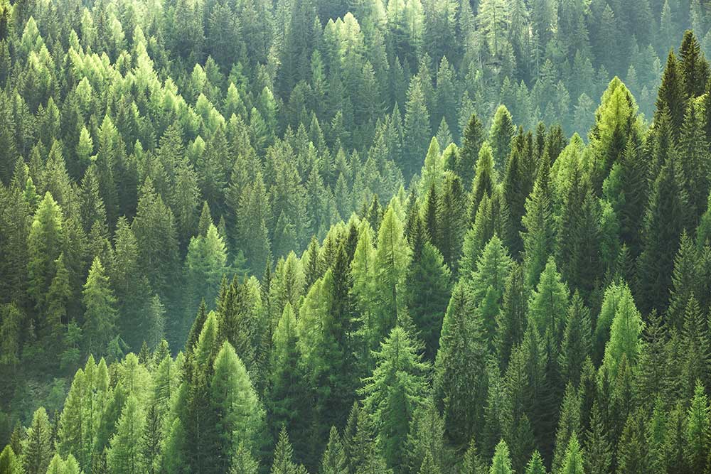 Sustainable Carton Printing