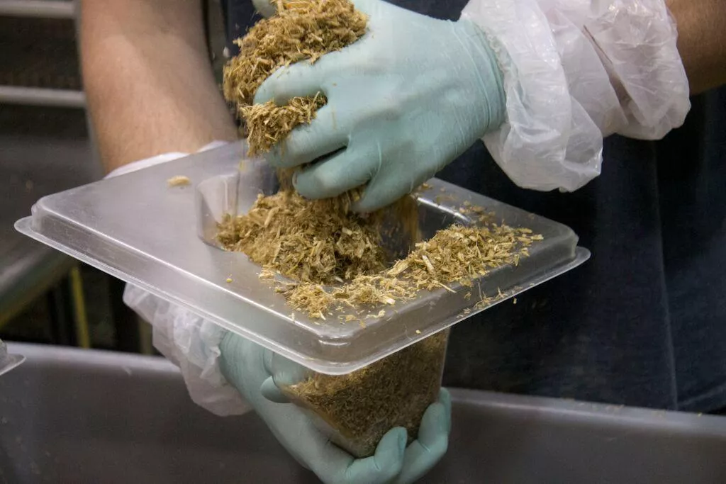 How is Mycelium Packaging Made?