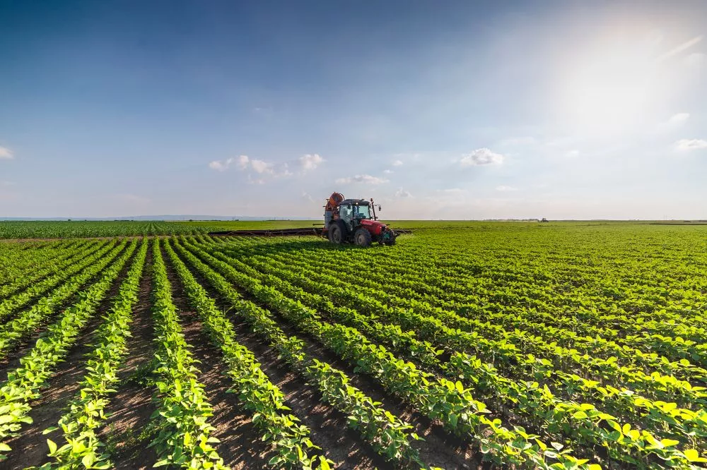 soybean field